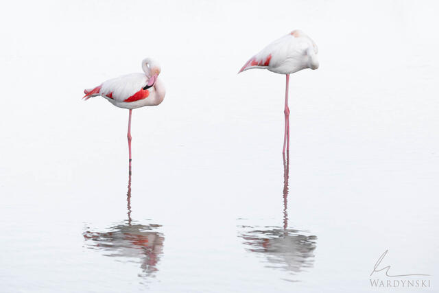 Wildlife-Photography-Tips-2