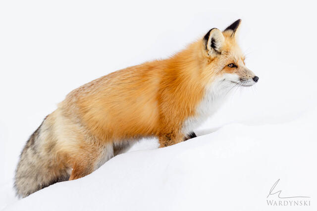 Wildlife-Photography-Tips-3