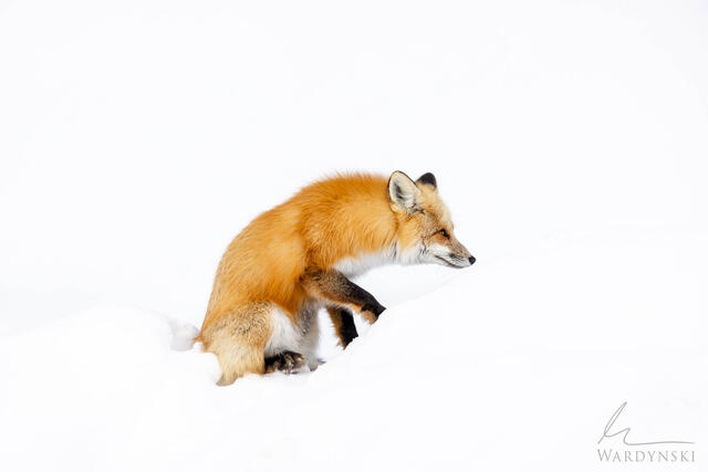 Wildlife-Photography-Tips-4