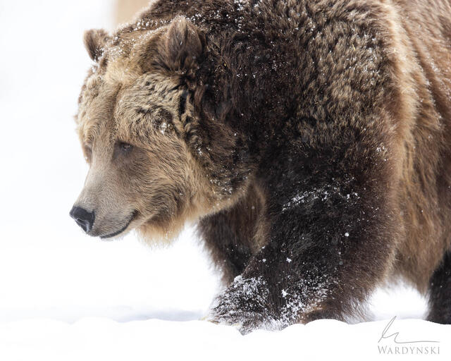 Wildlife-Photography-Tips-5
