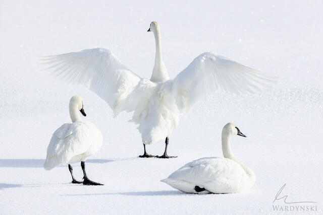 Wildlife-Photography-Tips-6