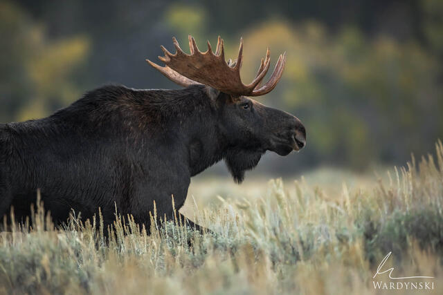 Wildlife-Photography-Tips-7