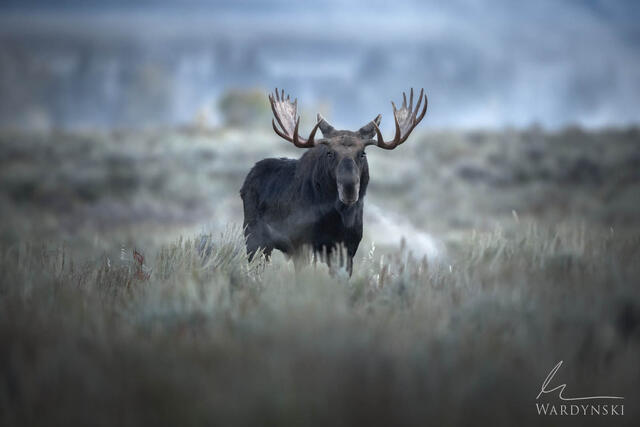 Wildlife-Photography-Tips-8