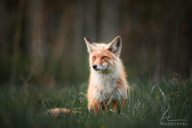 Wildlife-Photography-Tips-9