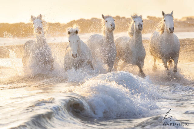 Wildlife-Photography-Tips-For-Beginners