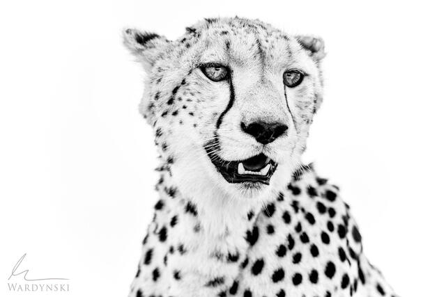 Wildlife-Photography-Tips-For-Beginners-10