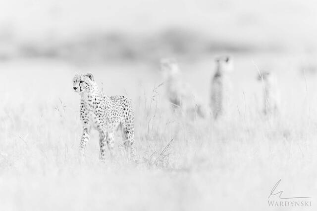 Wildlife-Photography-Tips-For-Beginners-2