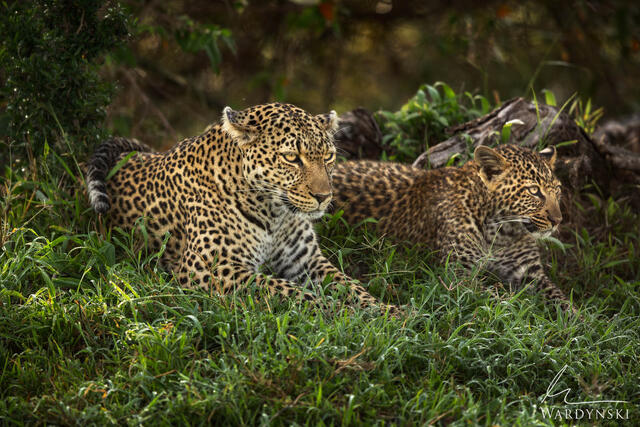 Wildlife-Photography-Tips-For-Beginners-3