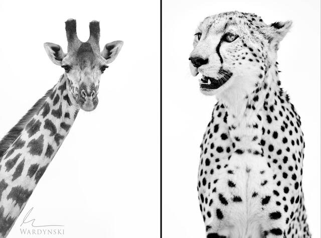 Wildlife-Photography-Tips-For-Beginners-4