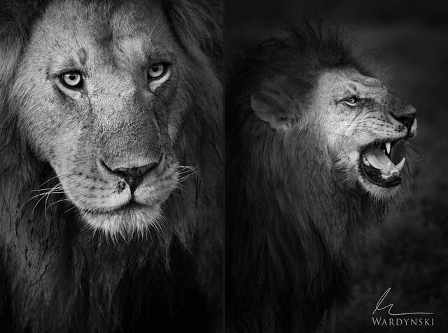 Wildlife-Photography-Tips-For-Beginners-5