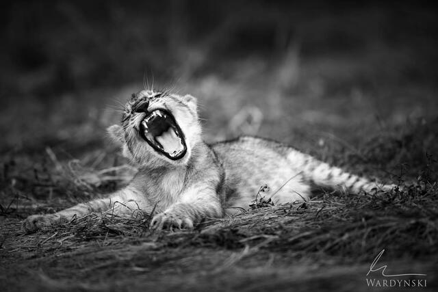 Wildlife-Photography-Tips-For-Beginners-6