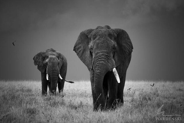 Wildlife-Photography-Tips-For-Beginners-9