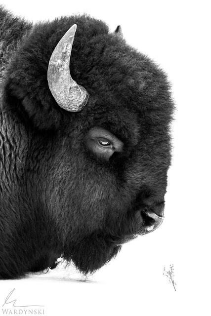 Art Photography of Black and white bison in Yellowstone. Photography by Mike Wardynski photography