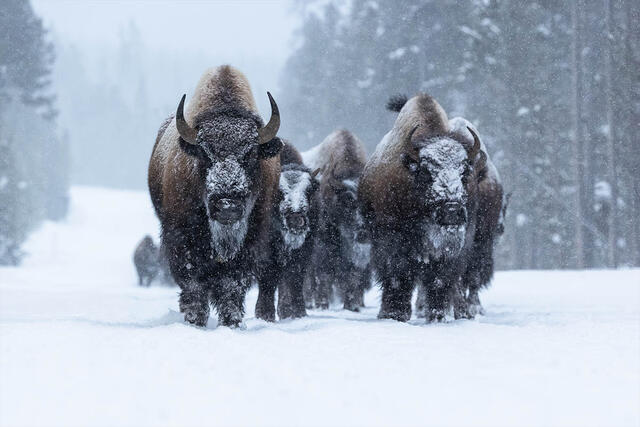 Yellowstone National Park, Wyoming