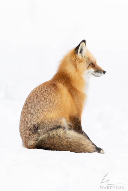 A red fox sit in clean snow in Yellowstone as it gazes into the distance.
