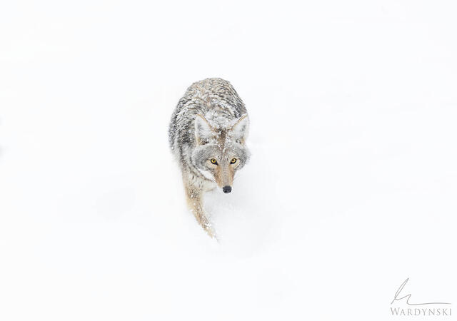 Winter Coyote
