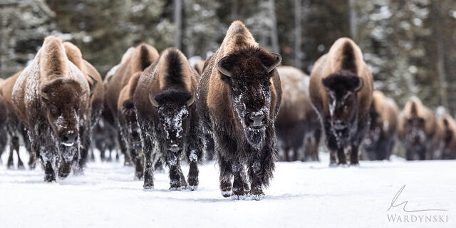 Winter Yellowstone photo tour by snowcoach