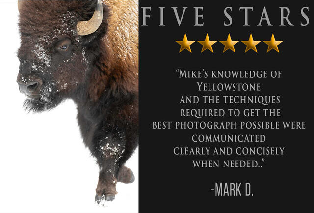 Winter Yellowstone Photography Workshop Review with photograph of bull bison in snow