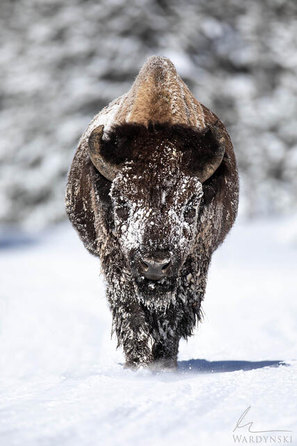 Winters struggle fine art wildlife photography from Yellowstone. Bison waling in the snow in yellowstone.