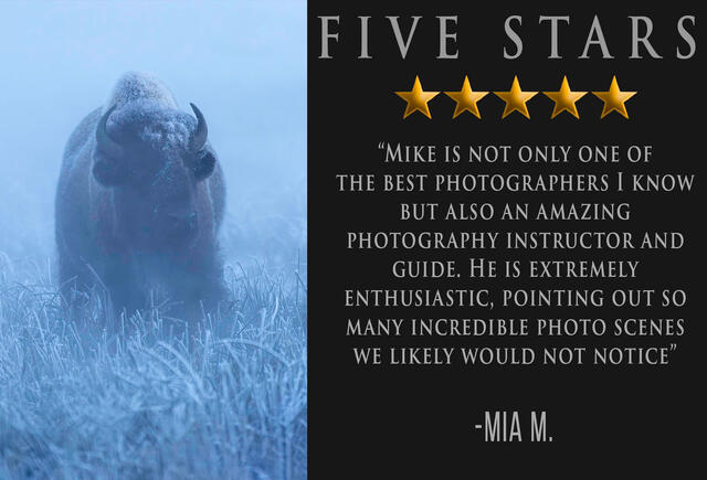 Yellowstone in Winter 5-Star photography workshop review with photo of bison in fog from workshop.