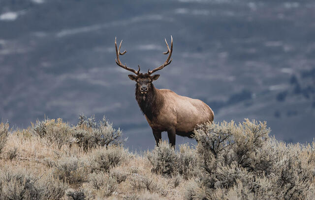 An elk stand a on a ridge during a Yellowstone photography workshop in fall.