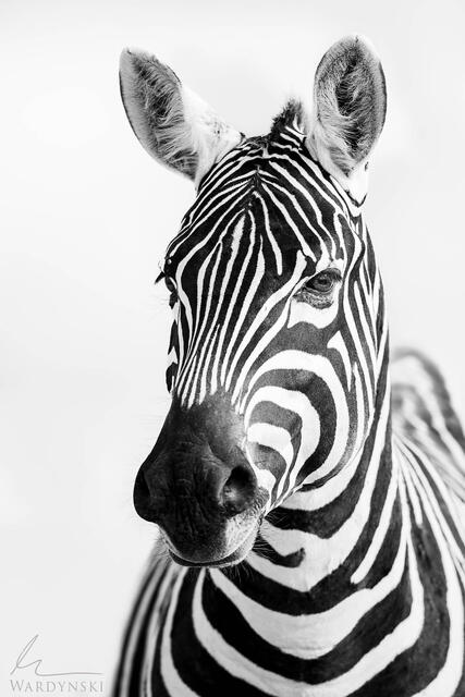 striking, High key black and white photograph of a Zebra in Kenya, Africa.