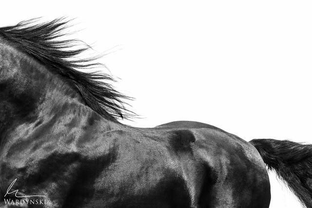 Fine art photograph of a Frisian Stallion. The artwork is a minimalistic black and white portrait of a horses mane and curved back as it runs past the frame. 