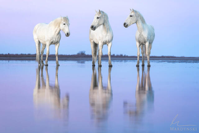Camargue Reflections