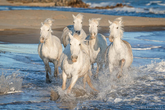 Follow the Leader