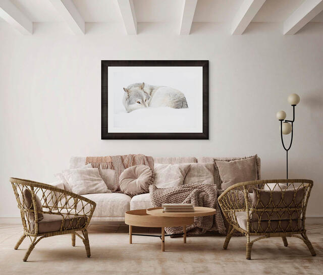 Contemporary wildlife photography wolf