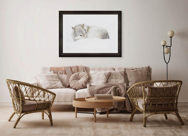 Fine art photography "The Gentle Eyes of a Resting Wolf" framed in Roma Moulding