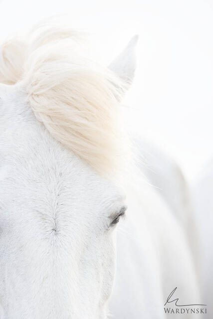 Artistic photograph of white horse in Camargue France