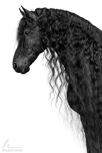 Minimal black and white horse portrait of a friesian stallion. This fine art photograph captures the essence of the breed. Perfect for collectors of luxury art.