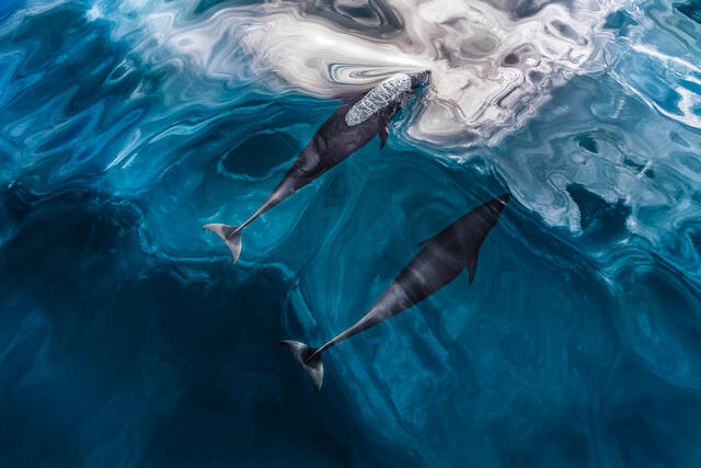 Paul Nicklen wildlife photography. Two dolphins swim in blue waters as they are photographed from above.