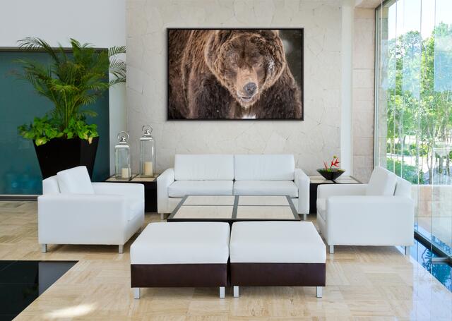 Stare Down Color Contemporary Photograph of a Grizzly Bear
