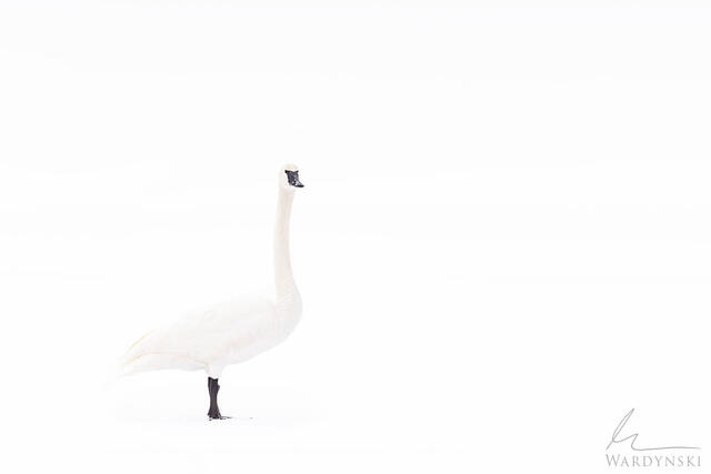 Trumpeter Swan In Snow