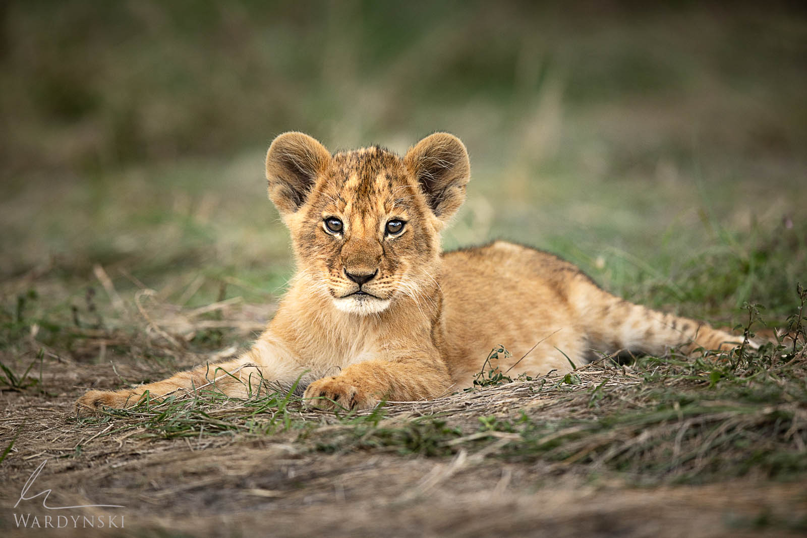 African Safari Photography workshop