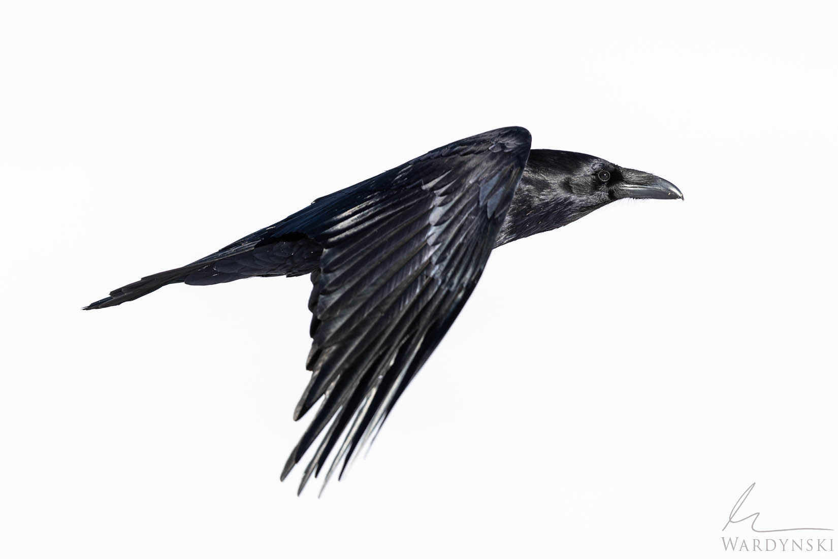 Raven in Flight A lone raven cuts cleanly across a field of white, its dark wings suspended against the snowbound backdrop of winter.