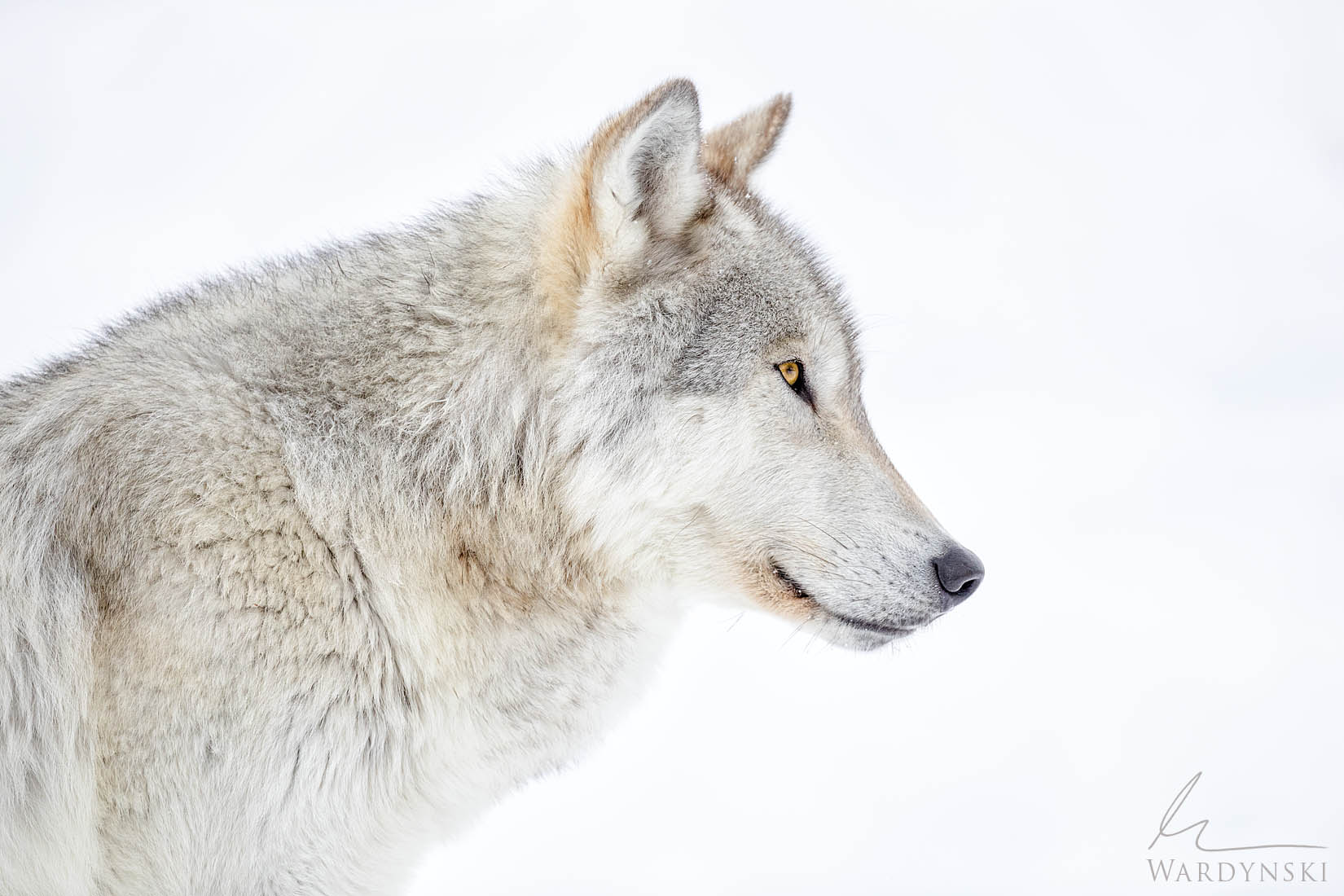 Wolf's Gaze minimalistic fine art photograph of a wolf profile gazing agains a snow white landscape